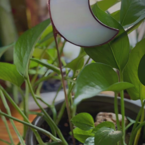white moon shaped plant stake in a green plant.